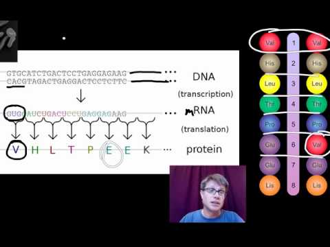 Genotypes and Phenotypes - Safeshare.TV