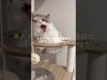 🐱ストーカー猫と看護師の💉引きこもり休日vlog🏠