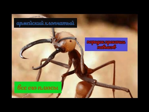 🐜🐜the ants underground kingdom армейский хлопчатый муравей порядок прокачки навыков.