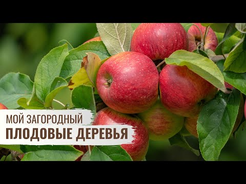 Плодовые деревья \ Мой Загородный \  Cерия 2