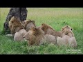 6 Pack /Warriors coalition of male lions, Maasai Mara