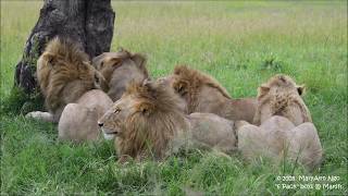 6 Pack /Warriors coalition of male lions, Maasai Mara