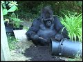 Koko Gardening