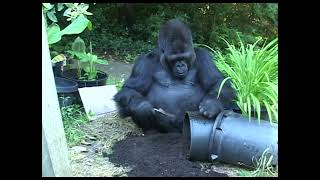 Koko Gardening