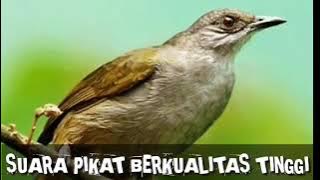 SUARA BURUNG MERBAH BELUKAR terbaik.