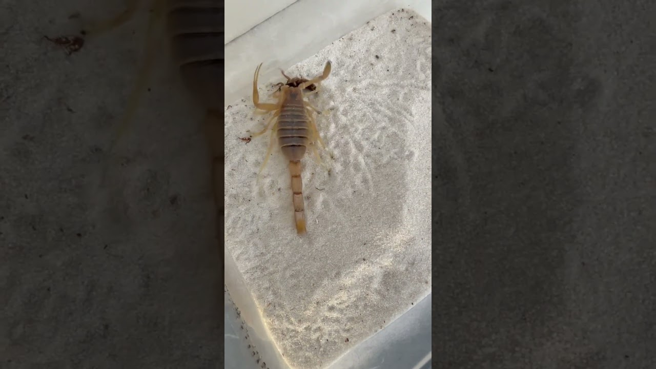 Скорпион-инвалид охотится (Leiurus quinquestriatus)