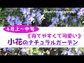 育てやすくて可愛い【小花が咲くナチュラルガーデン】４月上～中旬の庭