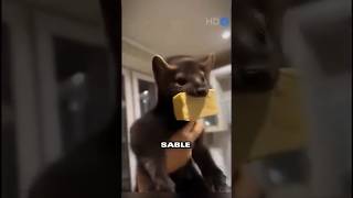 A hungry Sable gets a new family #sable #trending