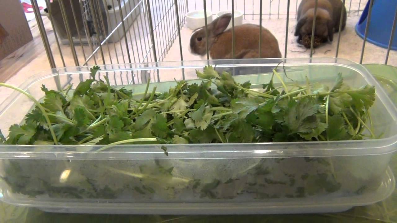 cost of keeping a rabbit