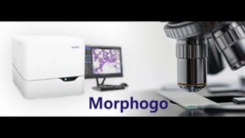 Morphogo: Artificial Intelligence-Aided Bone Marrow Nucleated Cell Analysis and Diagnosis System