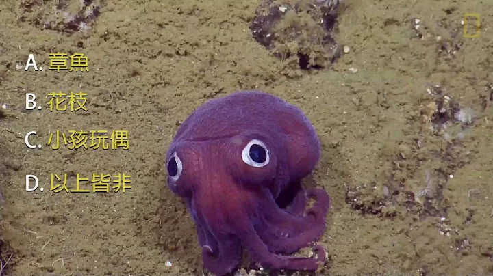 发现海底紫色大眼萌「章鱼哥」　科学家直呼可爱 - 天天要闻