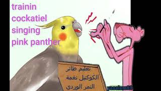 Cockatiel Trainig Sound pink panther تعليم طائر الكوكتيل نغمة النمر المشهورة