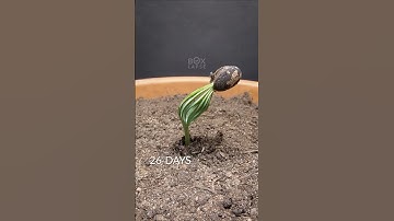 300 Days in 36 seconds - Stone Pine Time-lapse