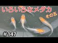 √99以上 メダカ の 種類 図鑑 332686-世界 の メダカ 種類 図鑑