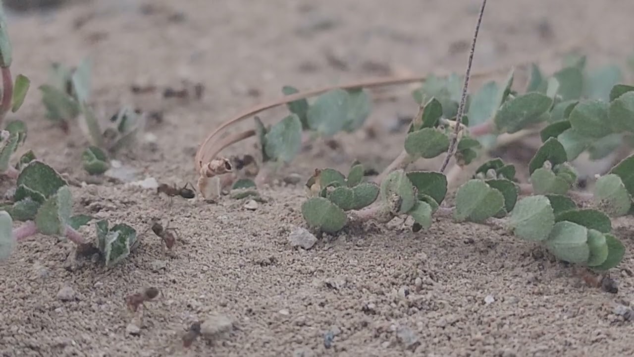 Watch for the ant carrying the dead ant home 🐜 