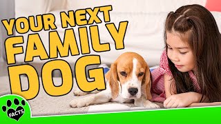 How to Choos a Family Dog  Dogs 101