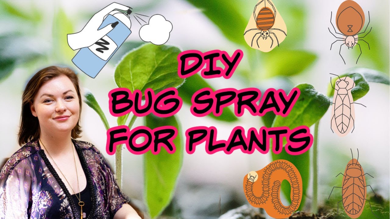 DIY Homemade Bug Spray for Plants | Hometalk