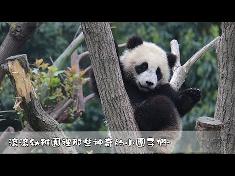 《超萌滾滾秀》第一百二十期 滾滾幼稚園裡那些神奇的小團子們~| iPanda熊貓頻道