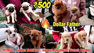 Cheapest Dog Market Outside Dog Show | Labrador Golden retriever German shepherd American bully