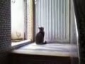 Smart cat opens the door