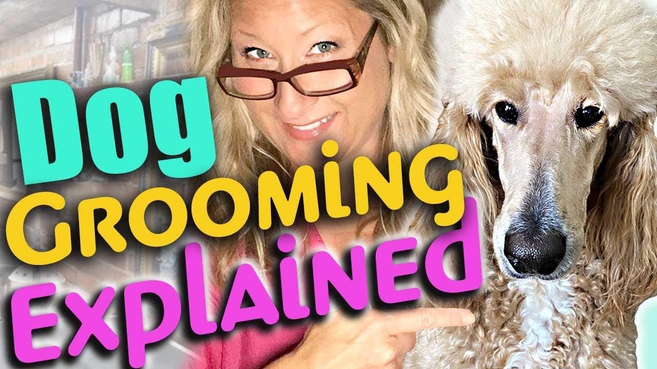 EVERYTHING DOG GROOMING Explained!