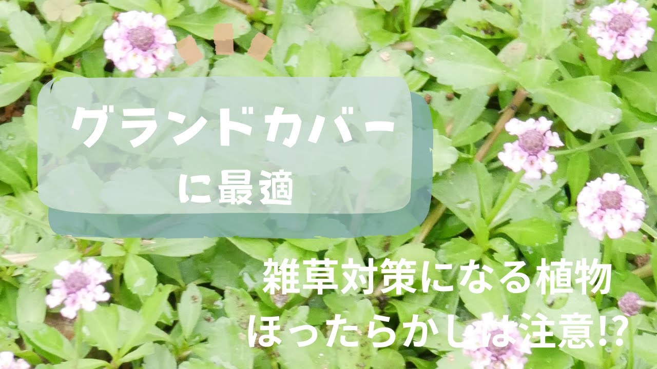 ほったらかしにできないグランドカバー植物】日陰のほったらかしの庭で