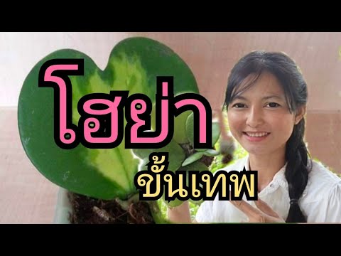 วีดีโอ: การเติบโตของโฮย่า - ขี้ผึ้งไอวี่และเซโรเปเจีย