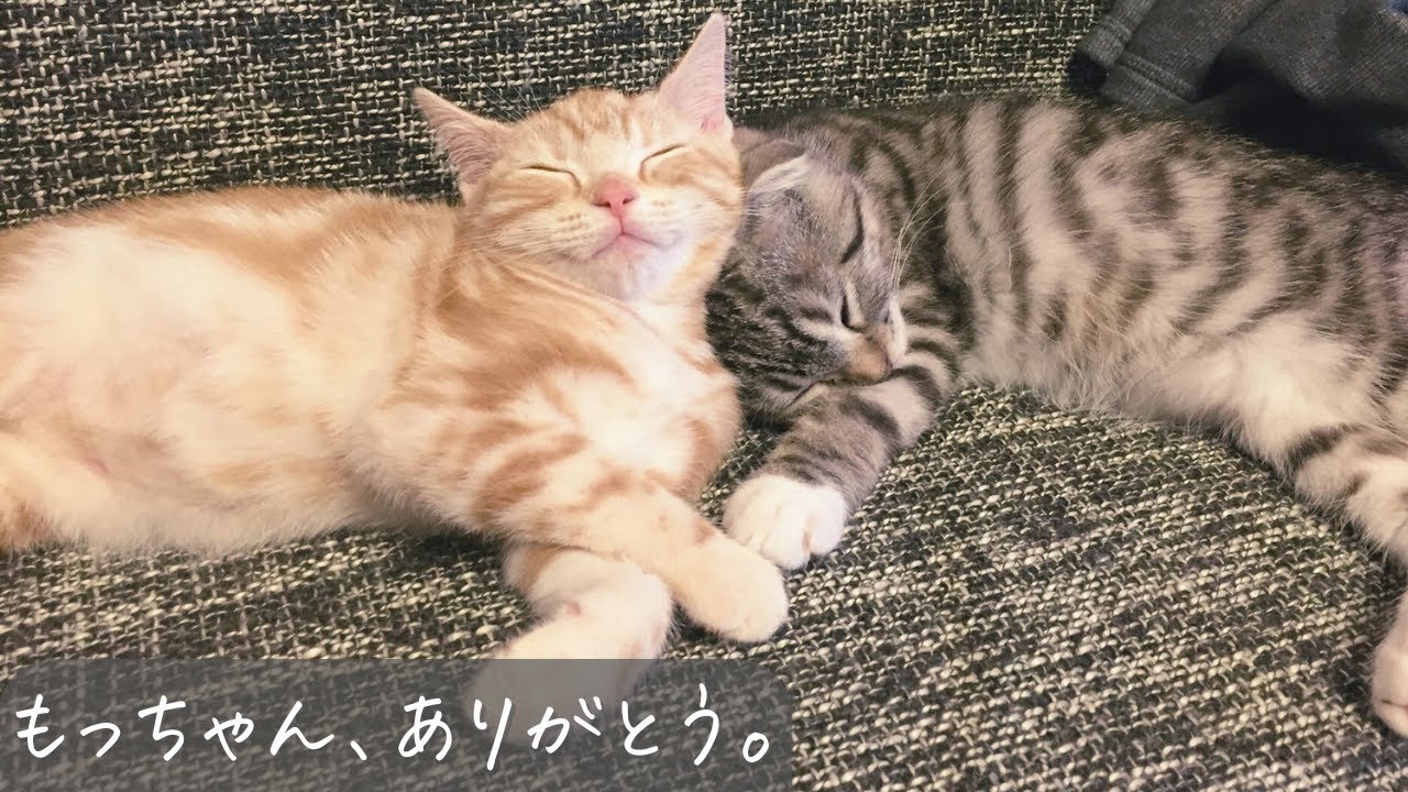 Thank you for the past 9 years. I wrote a song for Mochi-chan who