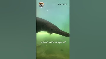 Cá Sấu Hoả Tiễn Khổng Lồ #fishing #amazing #cauca365 #short