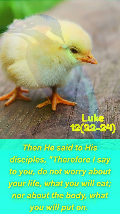 luke-12-22-24-god-cares-for-us-youtube
