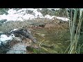 Beavers return to Italy after 450 years