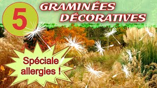 Graminées décoratives - [ 5 superbes plantes + bonus allergies ]