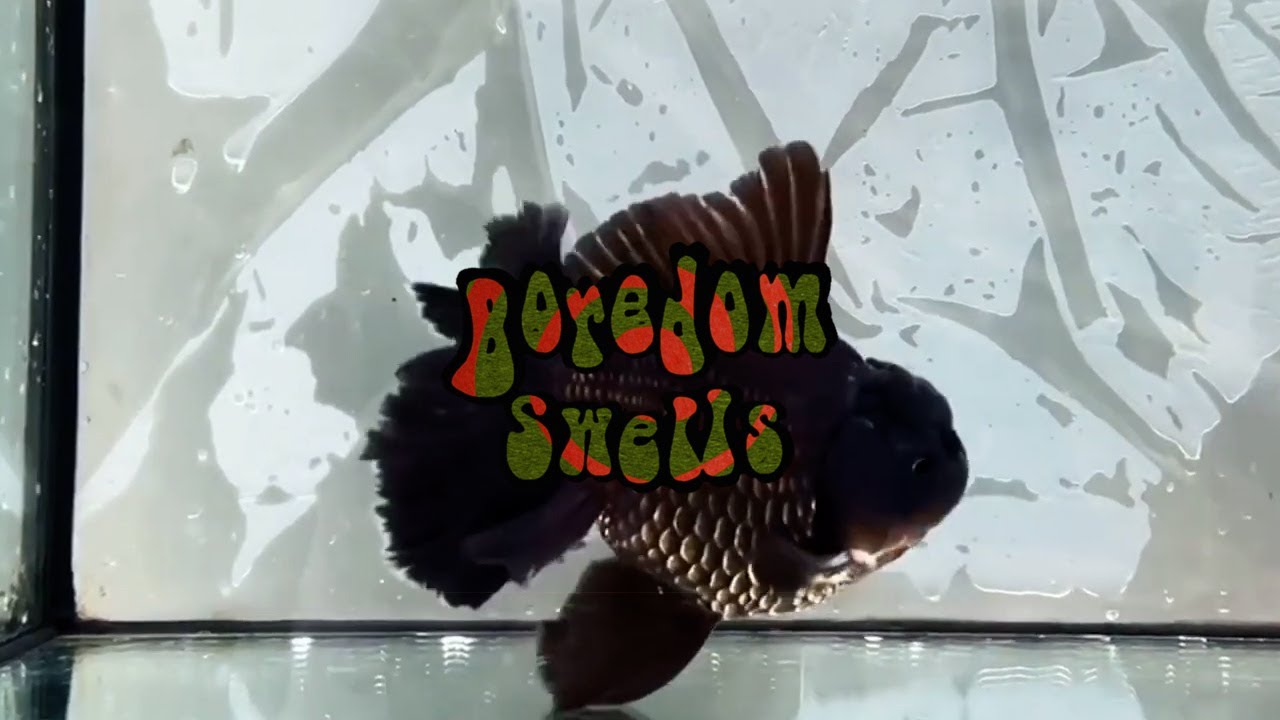 Boredom Swells - Shellfish