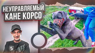 НЕУПРАВЛЯЕМЫЙ АГРЕССОР (КАНЕ-КОРСО)