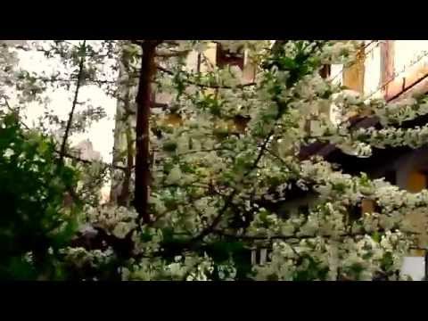 Videó: Mikor virágzik a washingtoni cseresznyevirág?