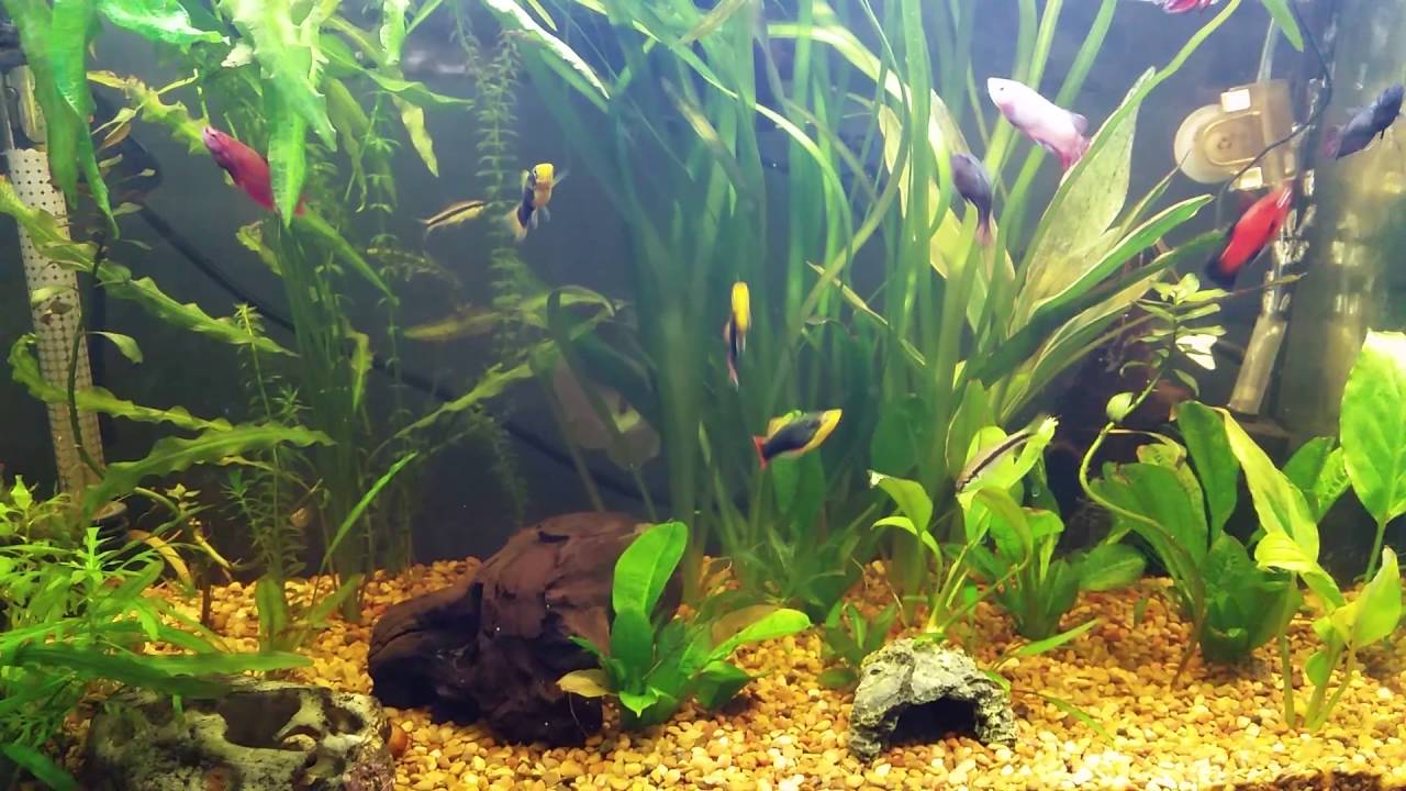 female betta community tank