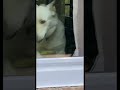 Snowy wants to come outside too #shorts #funny #dog #germanshepherd #watchdogs