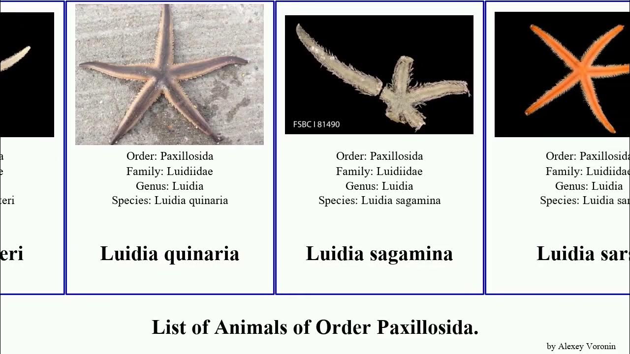 Astropecten articulatus - Wikipedia