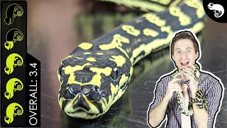 Carpet Python, The Best Pet Snake?