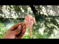 生き物がウジャウジャいる川に鶏肉罠を仕掛けると...