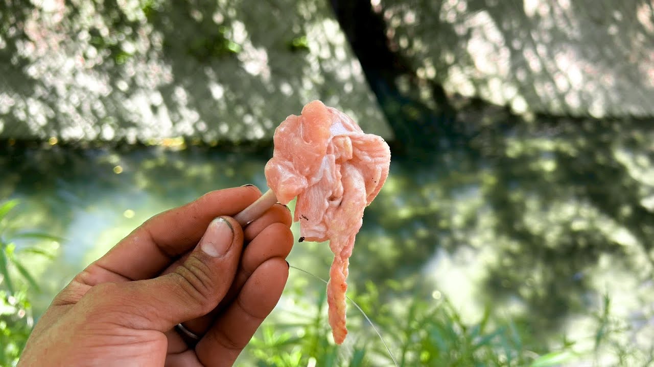 生き物がウジャウジャいる川に鶏肉罠を仕掛けると...