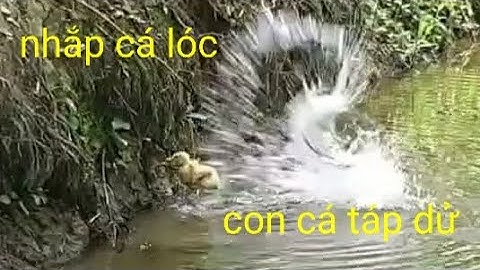Câu cá lóc bằng vịt con gặp con cá táp dử # nhắp cá lóc  || Phương fishing , hunting trap