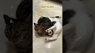 Cat vs Cat WWE Fight – Funny Moments!