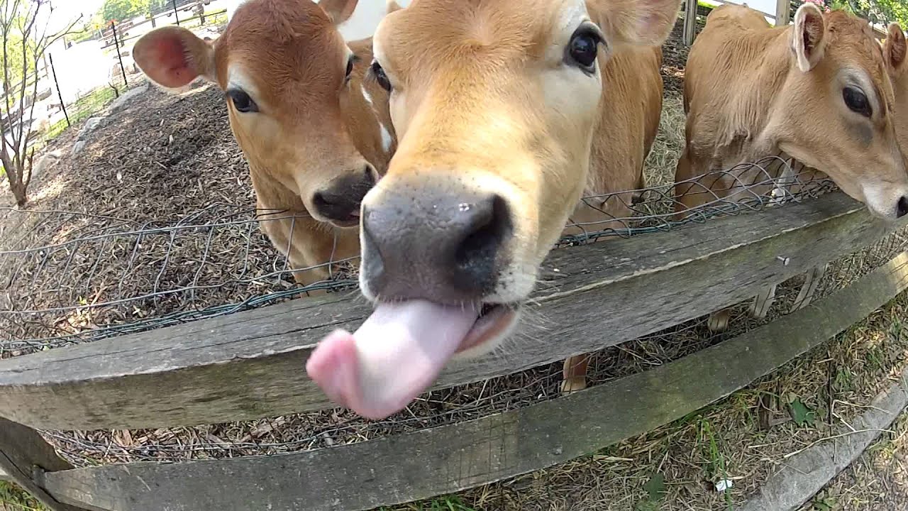 Adorable Baby Cow