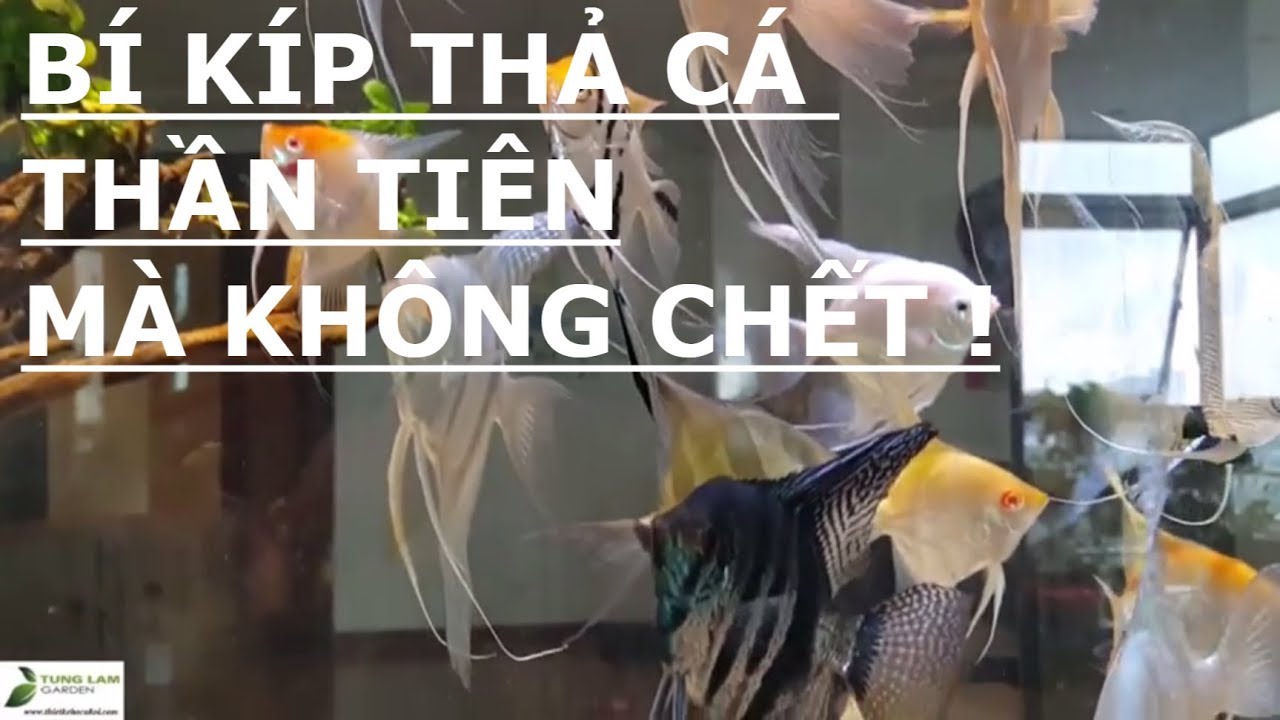 ✅Bí kíp thả cá thần tiên mới vào bể mà không... - youtube