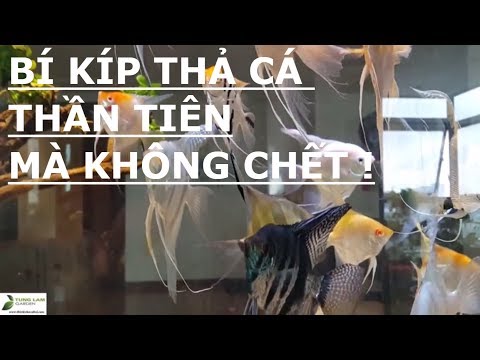 Video ✅Bí kíp thả cá thần tiên mới vào bể mà không... - youtube