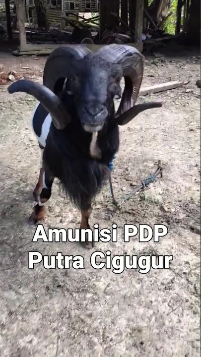 PDP Putra Cigugur#dogar #kandang #garut #jawara #pdp #shots #dombagarut #viral #domba #ngamuk