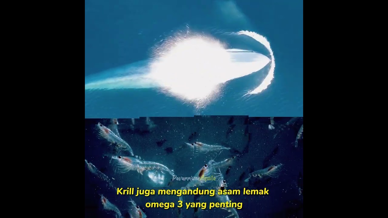 Krill, Makanan Favorit Paus #shorts #hewanlaut #crustacean