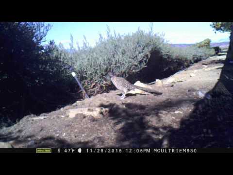 Roadrunner vs Rat