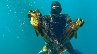 Monster 8 and 6 lb calico bass spearfishing california!!